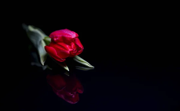 Red tulip flower on black — Stock Photo, Image