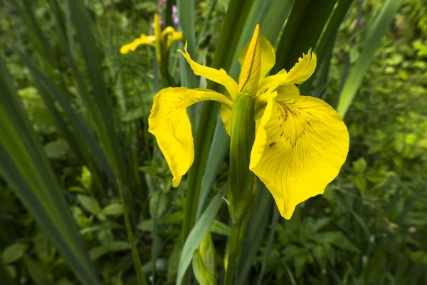 Flor amarilla del iris sobre fondo verde — Foto de Stock