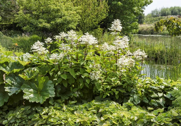 Dettaglio del fiore bianco ortensia ortensia ortensia — Foto Stock