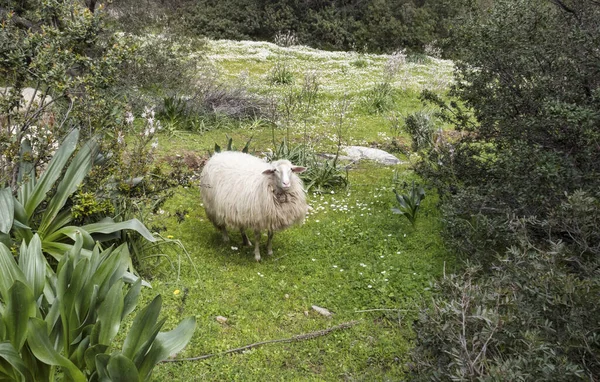 sardinia sheep in the flowering field