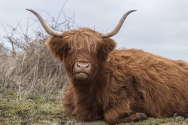 Yaklaş dörtnala Büyük boynuzlarla