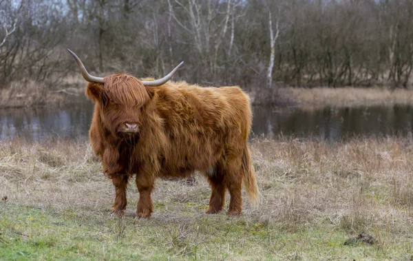 Primer plano galloway con cuernos grandes — Foto de Stock