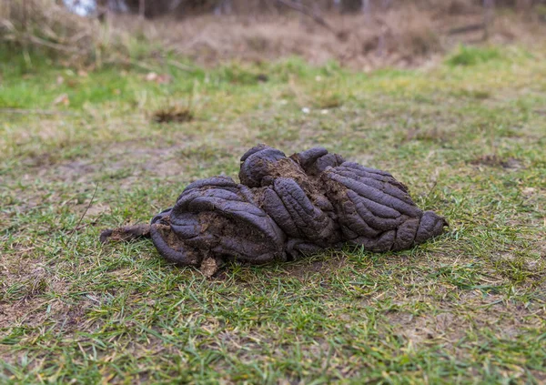 A close up shot of fresh cow manure — Stockfoto