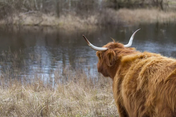 Galloway with big horns looking at the water pond — Stock fotografie