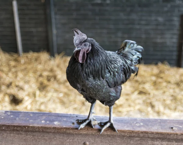 A black rooster on a wooden fenche — Stock Photo, Image