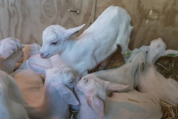 Group of baby lambs — Stock Photo, Image