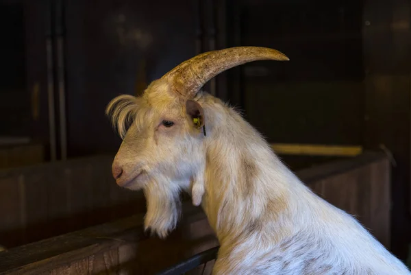 White hairy male goat ram — Zdjęcie stockowe