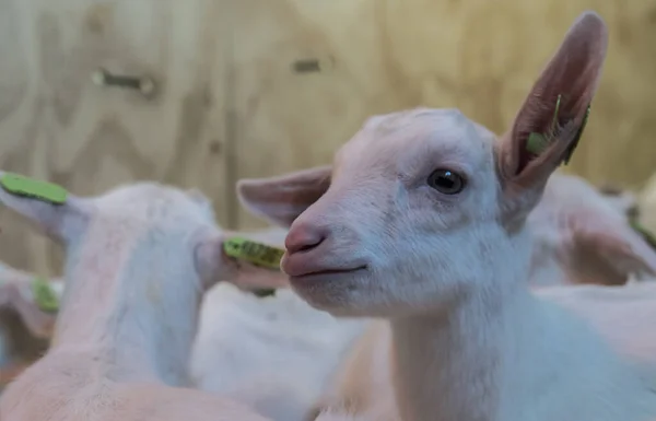 Group of baby lambs — Stock Photo, Image