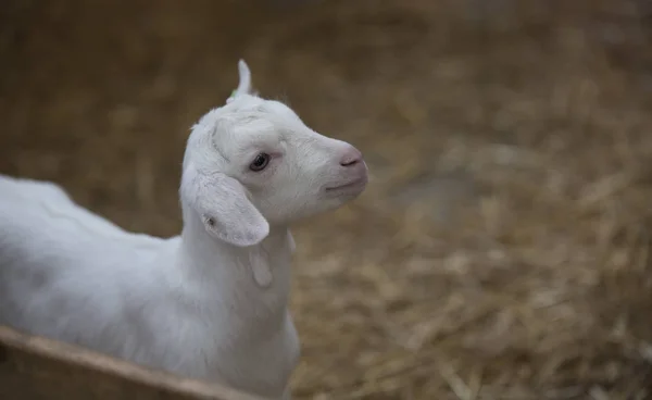 White young lamb on farm — Stock fotografie