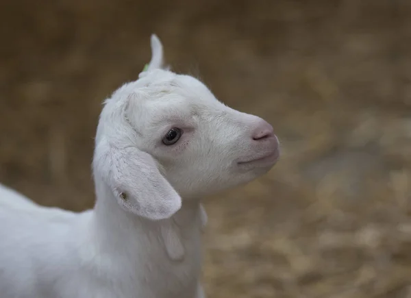 White young lamb on farm — Stockfoto