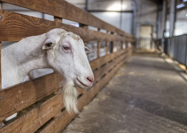 Goat with goatee — Stock Photo, Image