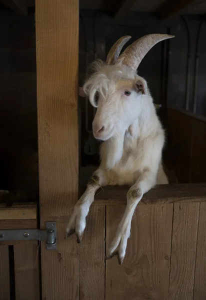 Goat with goatee — Zdjęcie stockowe