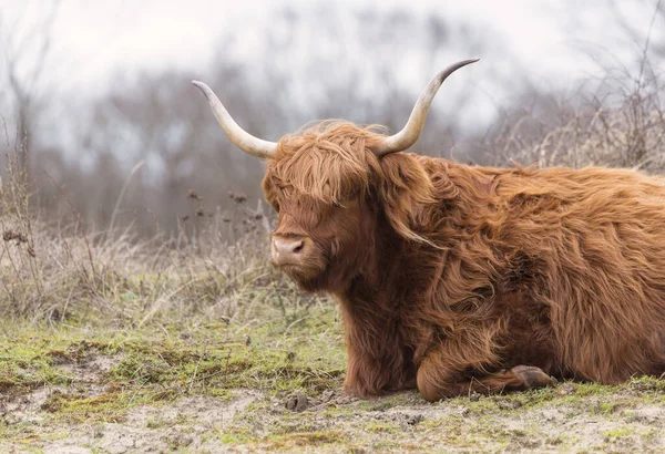 Primer plano galloway con cuernos grandes — Foto de Stock