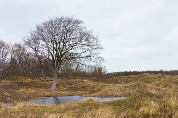 Single tree in the dunes and winter landscape of rockanje — Zdjęcie stockowe