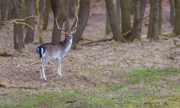 Venado macho tímido joven en el bosque en Holanda — Foto de Stock