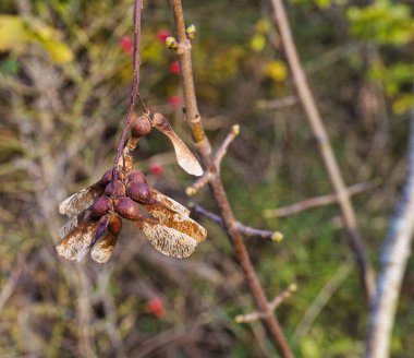 bulanık arkaplanda taze akçaağaç tohumları