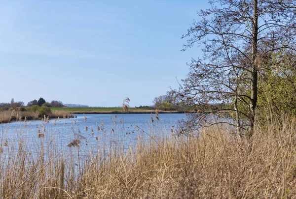 Nature in holland in april — Stock Photo, Image