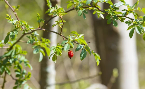 Red wild berry in green background — Stock Photo, Image