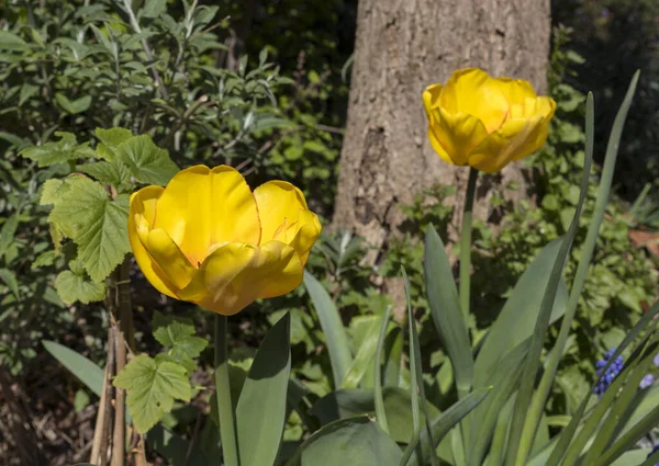 Žluté tulipány v holandské zahradě — Stock fotografie