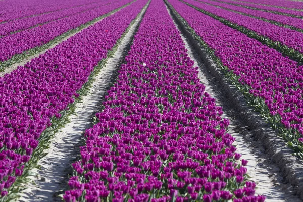 Big field of purple tulip flowerd — Stock Photo, Image