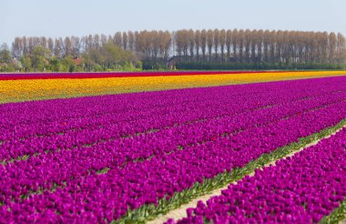 Büyük lale tarlasının önünde sarı laleler