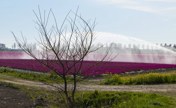 Watering dutch tulips fields in purple and yellow — Stock Photo, Image