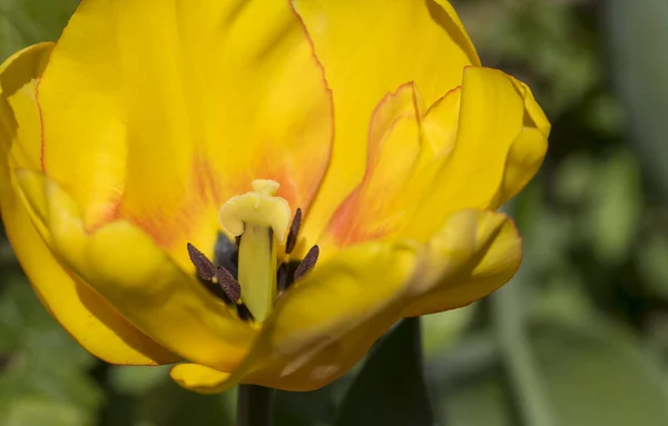 Staubgefäße einer gelben Tulpe — Stockfoto