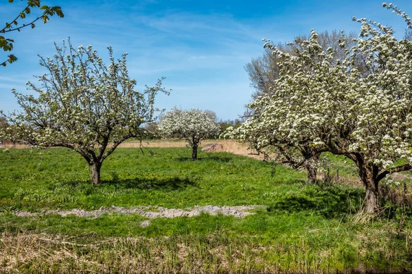 Pear tree full with blossom flowers in green field — Stock Photo, Image