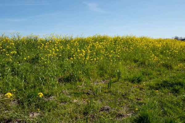 Field with oilseed or rapeseed in yellow and green — Stock Photo, Image