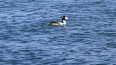 podiceps kristal kuş yüzüşü