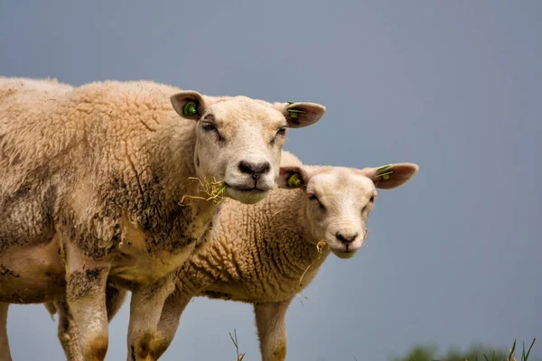 Zwei Schafe blicken in die Kamera und suchen nach Gras zum Fressen — Stockfoto