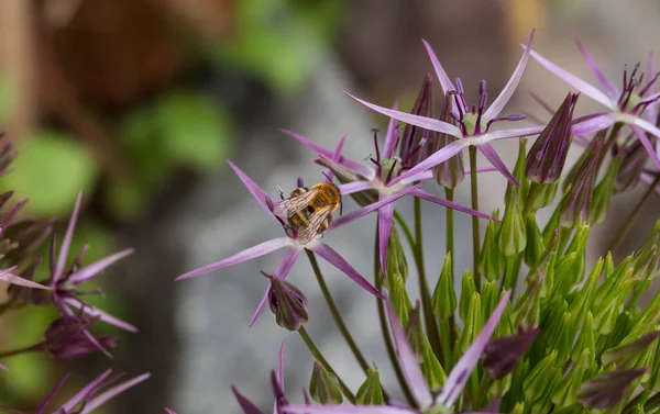 Vespa em uma flor de allium — Fotografia de Stock