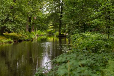 Ulusal park de veluwe 'deki yeşil orman