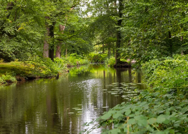 Zielony las w parku narodowym de veluwe — Zdjęcie stockowe