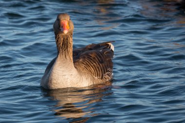 Bir yaban kazı ya da bir av kuşu.