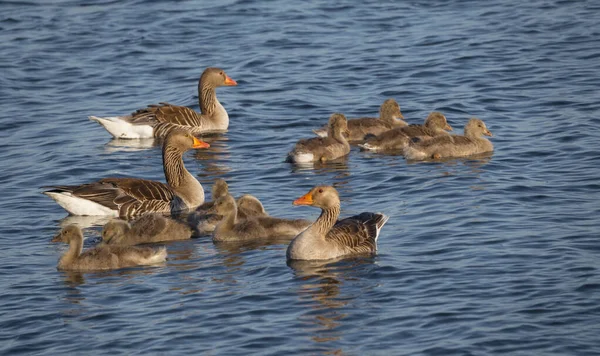 Oie sauvage ou anser anser avec des bébés oiseaux — Photo