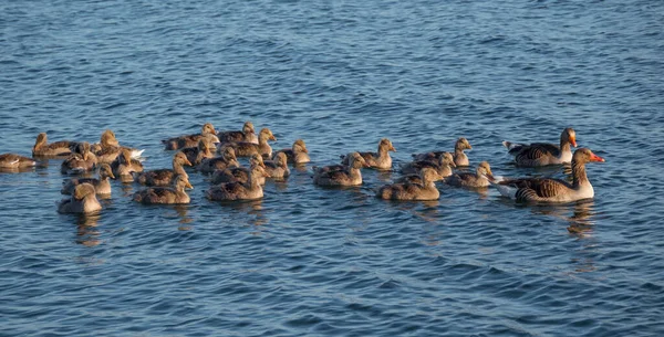 Ganso silvestre o anser anser con aves bebé — Foto de Stock