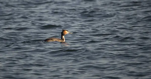 Un uccello d'acqua greben nuotare — Foto Stock