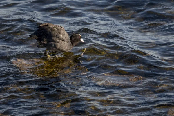 Uccello gallinella comune in acqua — Foto Stock