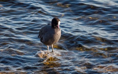 Suda sıradan bir kırlangıç kuşu