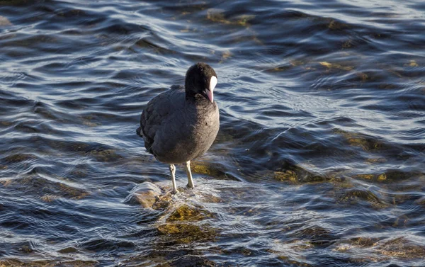 Uccello gallinella comune in acqua — Foto Stock