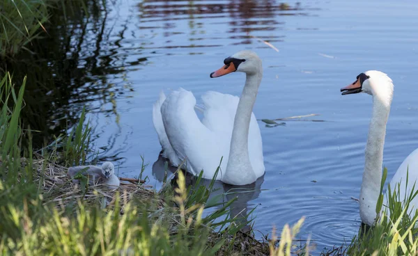 Coppia di nuotato con giovane cigno bambino — Foto Stock