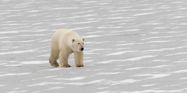 Eisbär geht — Stockfoto