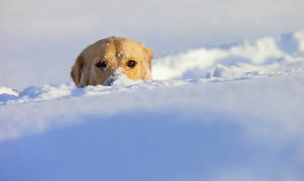 Pies pogrzebany w śniegu — Zdjęcie stockowe