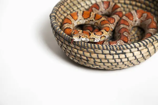 Mısır yılan bir sepet içinde; Grove alberta Kanada çeki düzen vermek — Stok fotoğraf
