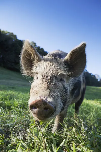 猪在草地上 — 图库照片