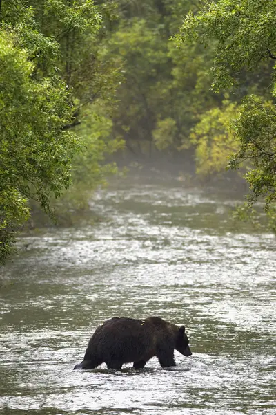 棕色的熊在水中 — 图库照片
