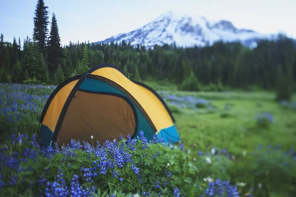 Camping en campo verde — Foto de Stock