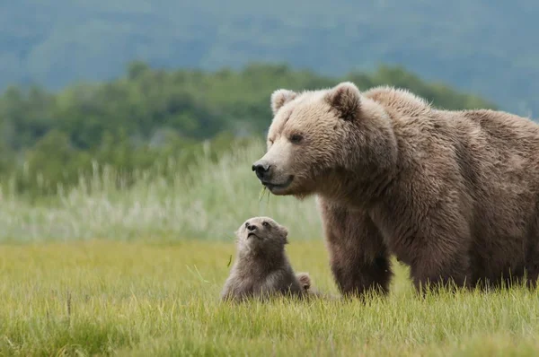 Brązowy niedźwiedź grizzly — Zdjęcie stockowe