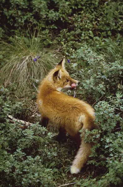 Rotfuchs leckt Koteletts — Stockfoto